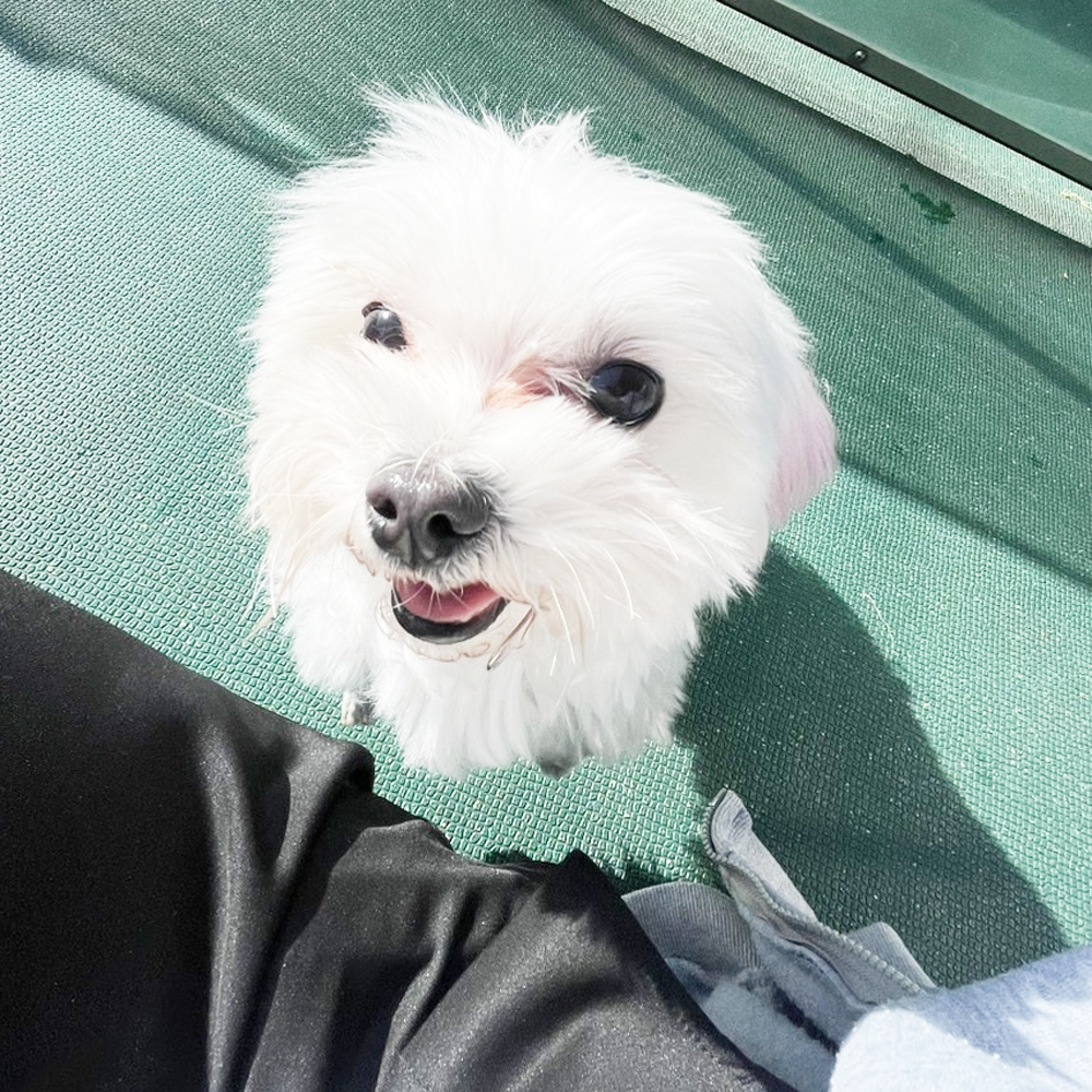 生徒が撮影したモデル犬たちの写真①